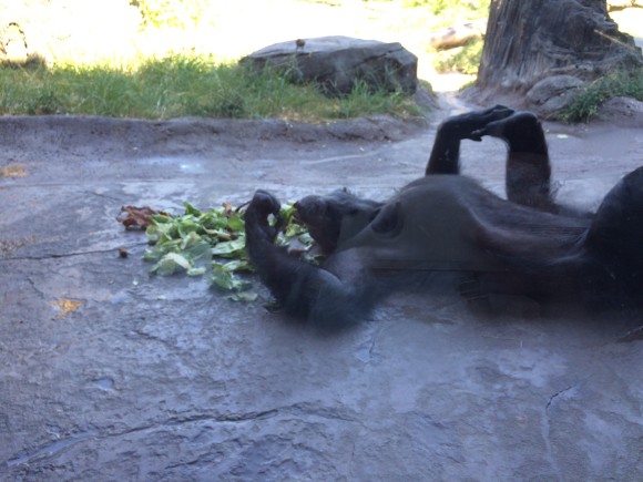 lazy chimp