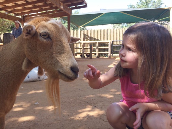 petting the goats