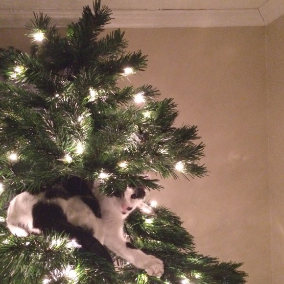 christmas tree with cat